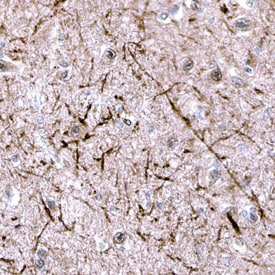 RAMP1 antibody in Human Brain by Immunohistochemistry (IHC-P).