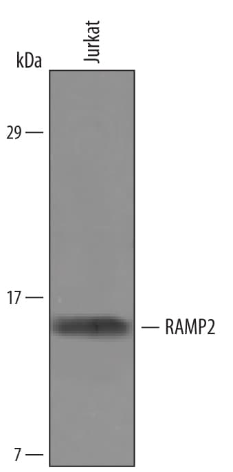 Detection of Human RAMP2 antibody by Western Blot.