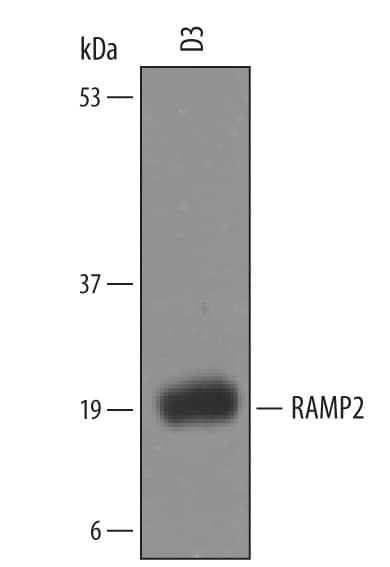 Detection of Mouse RAMP2 antibody by Western Blot.