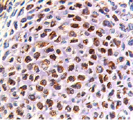 RANK/TNFRSF11A antibody in Rat Embryo by Immunohistochemistry (IHC-Fr).