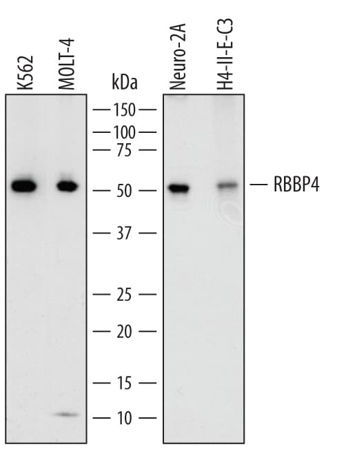 Detection of Human, Mouse, and Rat RBBP4 antibody by Western Blot.