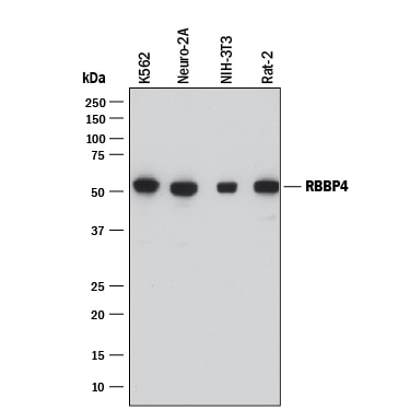 Detection of Human, Mouse, and Rat RBBP4 antibody by Western Blot.