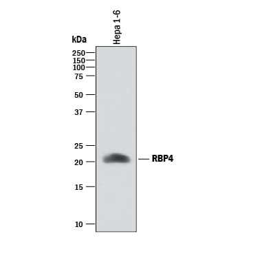Detection of Mouse RBP4/Retinol-Binding Protein 4 antibody by Western Blot.