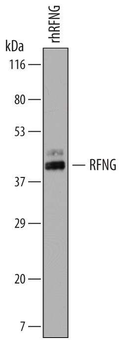 Detection of Human RFNG antibody by Western Blot.