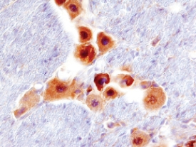 RGM-B antibody in Mouse Brain by Immunohistochemistry (IHC-Fr).