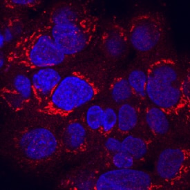 RGM-C/Hemojuvelin antibody in HepG2 Human Cell Line by Immunocytochemistry (ICC).