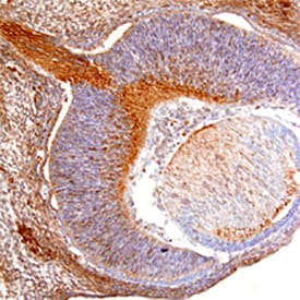 RGM-A antibody in Mouse Embryo by Immunohistochemistry (IHC-Fr).