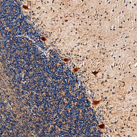 RGS8 antibody in Human Brain by Immunohistochemistry (IHC-P).