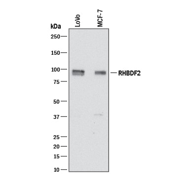 Detection of Human iRHOM2/RHBDF2 antibody by Western Blot.
