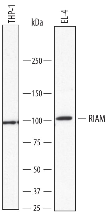 Detection of Human and Mouse RIAM/APBB1IP antibody by Western Blot.