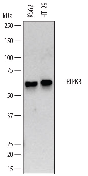 Detection of Human RIPK3/RIP3 antibody by Western Blot.