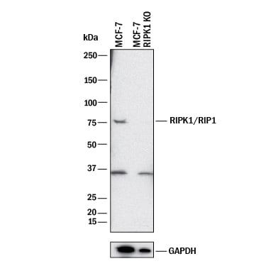 Western Blot Shows Human RIPK1/RIP1 Antibody Specificity by Using Knockout Cell Line.