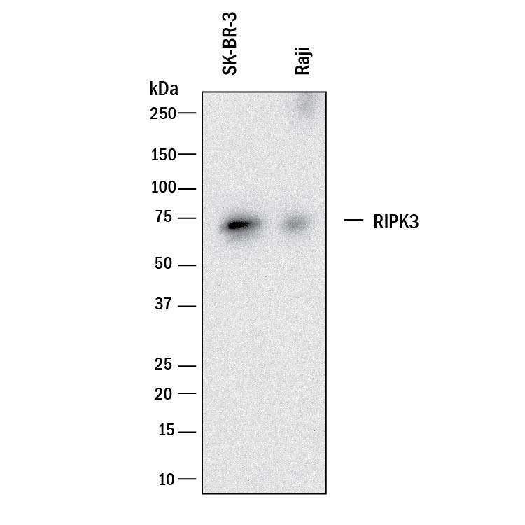 Detection of Human RIPK3/RIP3 antibody by Western Blot.