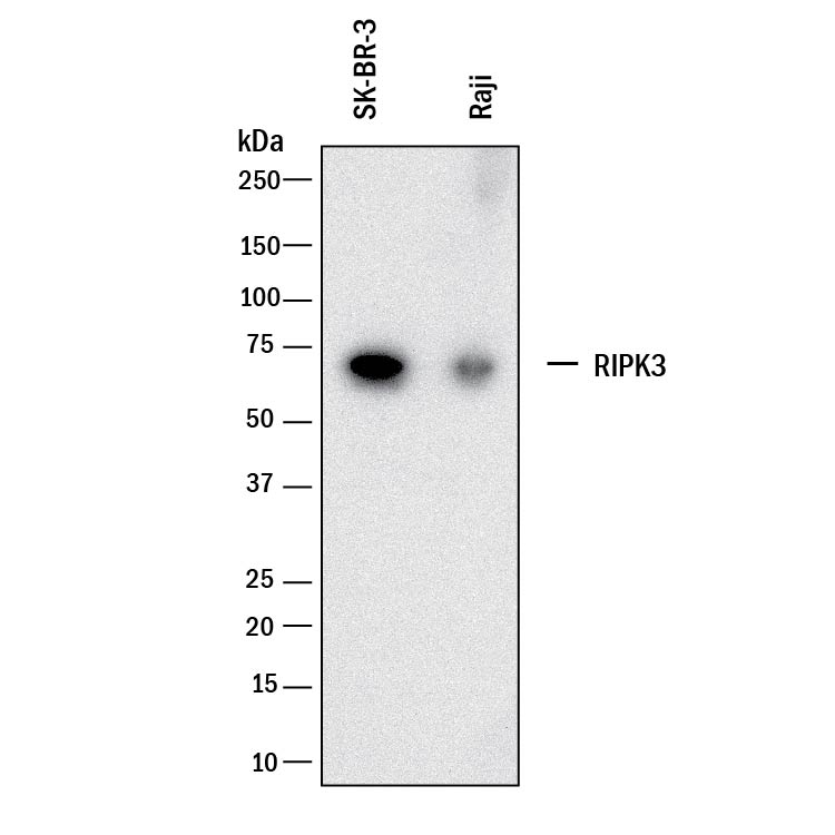 Detection of Human RIPK3/RIP3 antibody by Western Blot.