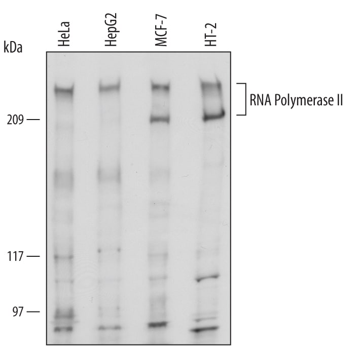 Detection of Human and Mouse RNA Polymerase II/-POLR2A antibody by Western Blot.