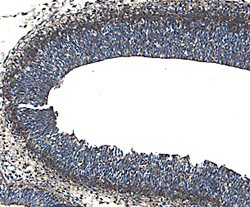ROBO1 antibody in Rat Embryo by Immunohistochemistry (IHC-Fr).