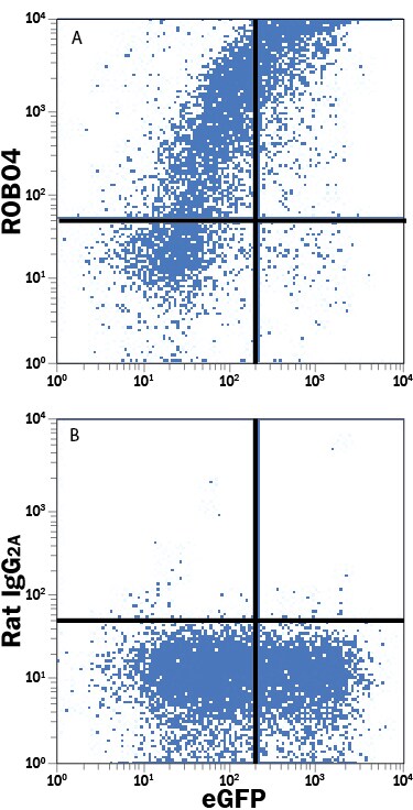 Detection of ROBO4 antibody in Jurkat Human Cell Line Transfected with Mouse ROBO4 and eGFP antibody by Flow Cytometry.