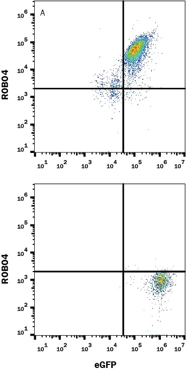 Detection of ROBO4 antibody in Jurkat Human Cell Line Transfected with Mouse ROBO4 and eGFP antibody by Flow Cytometry.