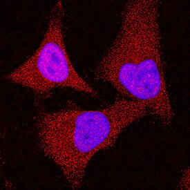 RSK1 antibody in HeLa Human Cell Line by Immunocytochemistry (ICC).