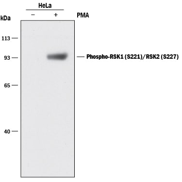 Detection of Human Phospho-RSK1 (S221)/RSK2 (S227) antibody by Western Blot.