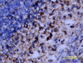 RSK2 antibody in Mouse Embryo by Immunohistochemistry (IHC-Fr).