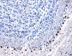 RSK1/RSK2 antibody in Mouse Brain by Immunohistochemistry (IHC-Fr).