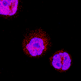 RUNX3/CBFA3 antibody in Raji Human Cell Line by Immunocytochemistry (ICC).