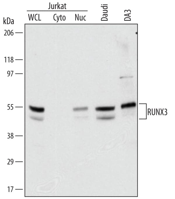 Detection of Human and Mouse RUNX3/CBFA3 antibody by Western Blot.