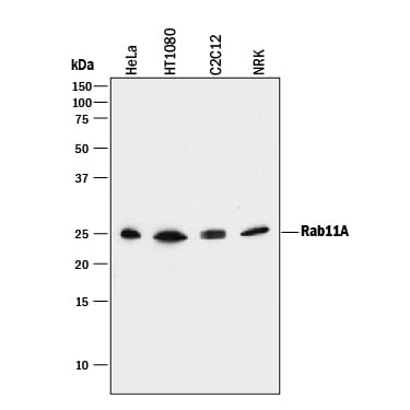 Detection of Human, Mouse, and Rat Rab11A antibody by Western Blot.