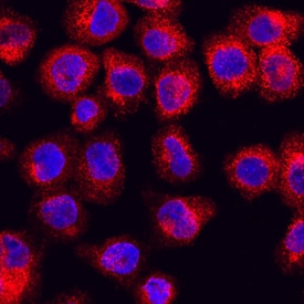 RAB27A antibody in U937 Human Cell Line by Immunocytochemistry (ICC).