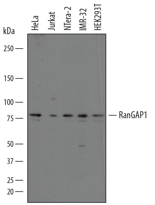 Detection of Human RanGAP1 antibody by Western Blot.