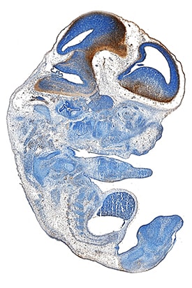 Reelin antibody in Mouse Embryo by Immunohistochemistry (IHC-Fr).