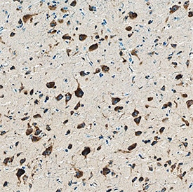 Reelin antibody in Human Brain by Immunohistochemistry (IHC-P).