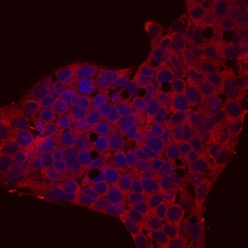 Reg3A antibody in HepG2 Human Cell Line by Immunocytochemistry (ICC).