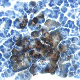 Reg3B antibody in Rat Pancreas by Immunohistochemistry (IHC-Fr).