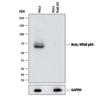 Western Blot Shows Human RelA/NF?B p65 Antibody Specificity by Using Knockout Cell Line.