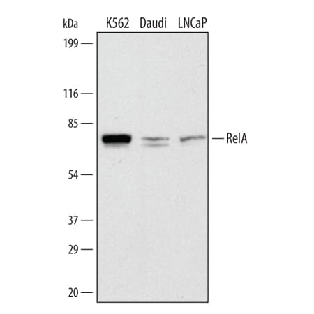 Detection of Human RelA/NF?B p65 antibody by Western Blot.