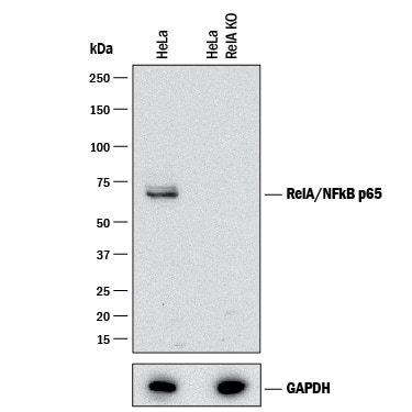 Western Blot Shows Human RelA/NF?B p65 Antibody Specificity by Using Knockout Cell Line.