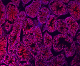 Relaxin-1 antibody in Mouse Testis by Immunohistochemistry (IHC-Fr).