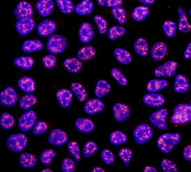 Rex‑1 antibody in NTera-2 Human Cell Line by Immunocytochemistry (ICC).