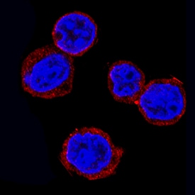 Rheb antibody in Ramos Human Cell Line by Immunocytochemistry (ICC).