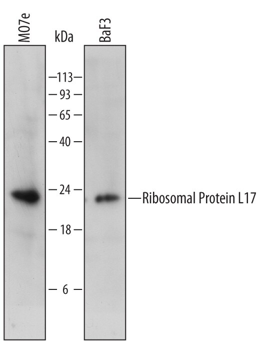 Detection of Human and Mouse Ribosomal Protein L17 antibody by Western Blot.