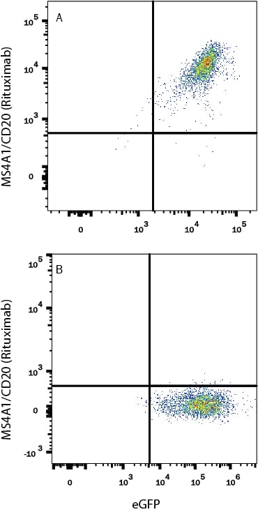 Detection of Anti-MS4A1/CD20 (Rituximab) on Human MS4A1/CD20 transfectants antibody by Flow Cytometry.