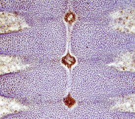 S100A13 antibody in Mouse Embryo by Immunohistochemistry (IHC-Fr).