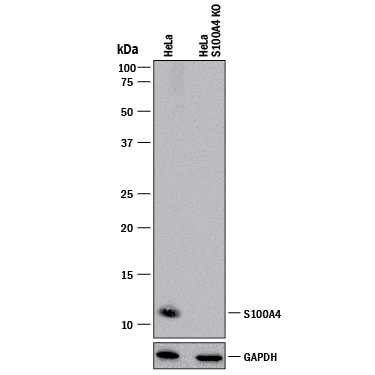 Western Blot Shows Human S100A4 Antibody Specificity by Using Knockout Cell Line.