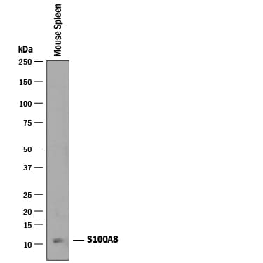Detection of Mouse S100A8 antibody by Western Blot.