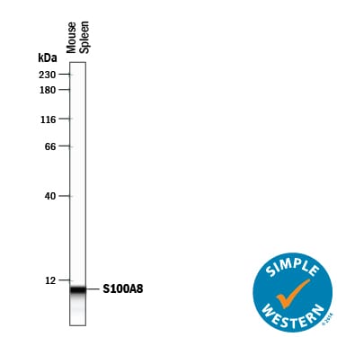 Detection of Mouse S100A8 antibody by Simple WesternTM.