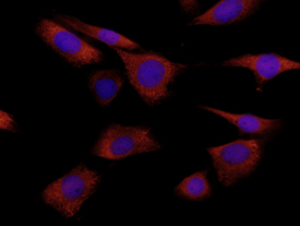 S100A8 antibody in NIH-3T3 Mouse Cell Line by Immunocytochemistry (ICC).
