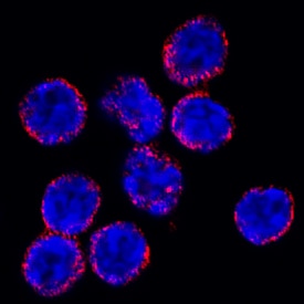 S100A9 antibody in Mouse Splenocytes by Immunocytochemistry (ICC).