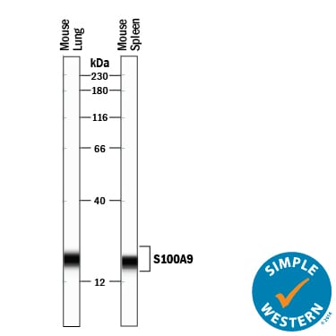 Detection of Mouse S100A9 antibody by Simple Western™